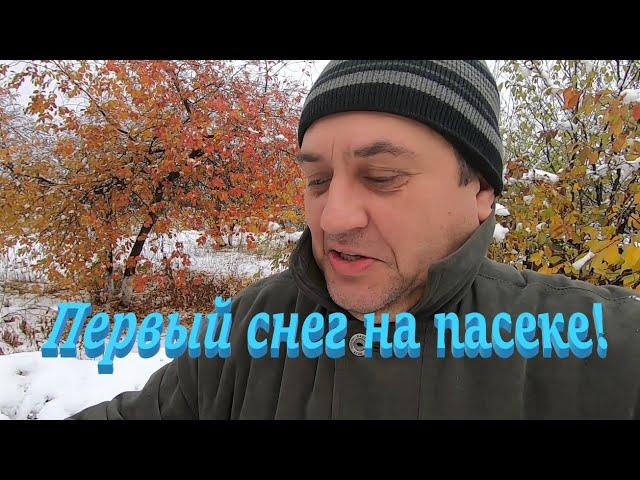  Первый снег на пасеке! Ответы на вопросы! #пчеловодство1