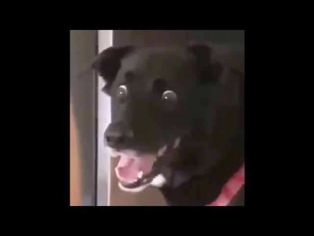 Funny dogs #5 - Смешные собаки, приколы с собаками (Coub, TikTok)