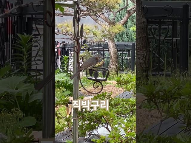 얘가 그 유명한 직박구리 #새로만들기 #새폴더