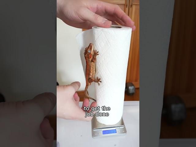 gecko meets his girlfriend - weighing gargoyle geckos for breeding