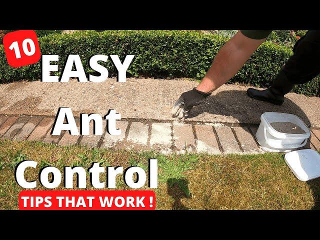 10 Amazingly Effective Ways To Kill Ants