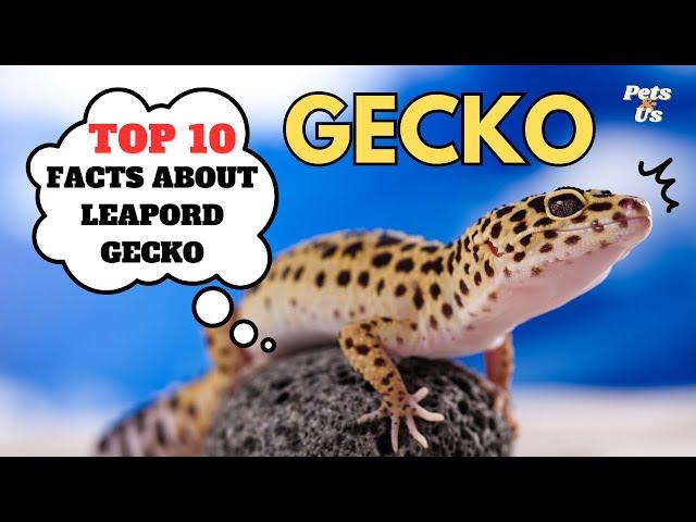  TOP 10 Facts about Leopard Gecko 2023 | Leopard Gecko Facts You Never Knew | Pets and Us