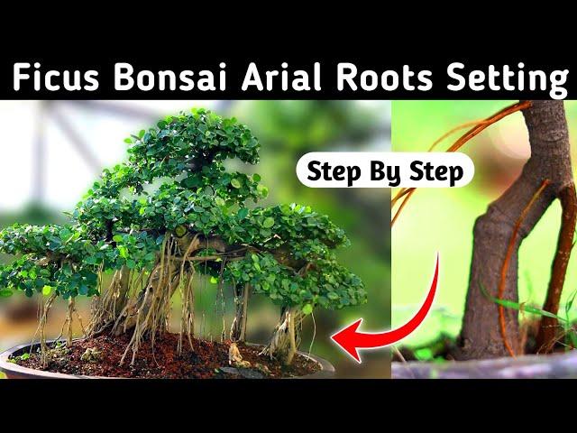 Ficus Bonsai Aerial Roots Setting