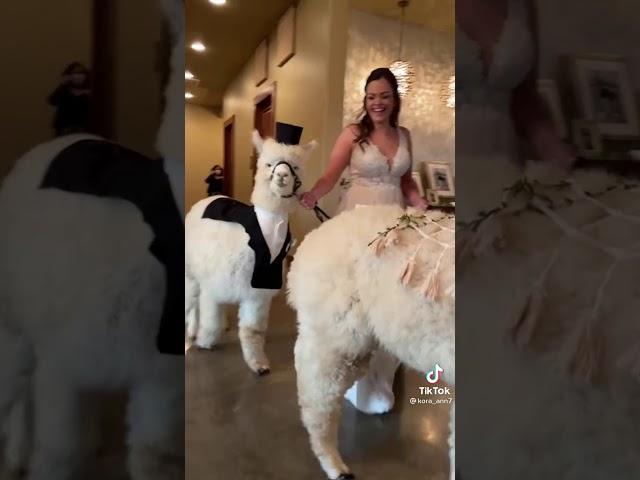 Alpaca slips at wedding