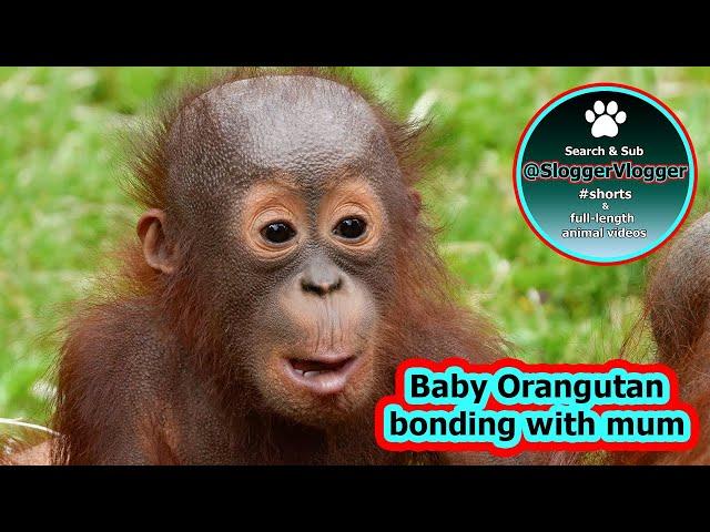 Orangutan Baby Bonding With Mum