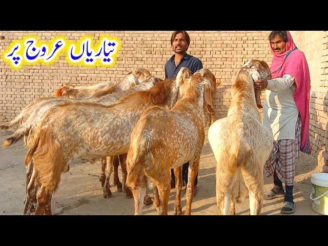 Mashalllah bakro ki tayaryan arooj pr|Heavy wheat bakro ka farm|makhi cheena goat farm03008309926