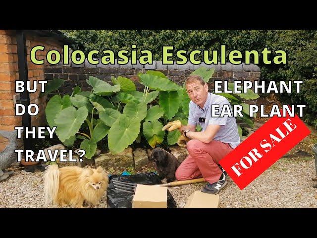 Colocasia Esculenta | Elephant Ear Plant | Taro | Exotic Tropical Garden