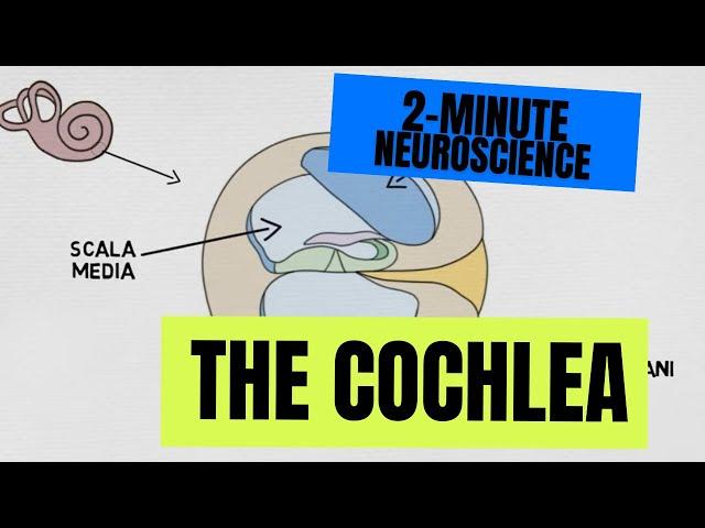 2-Minute Neuroscience: The Cochlea