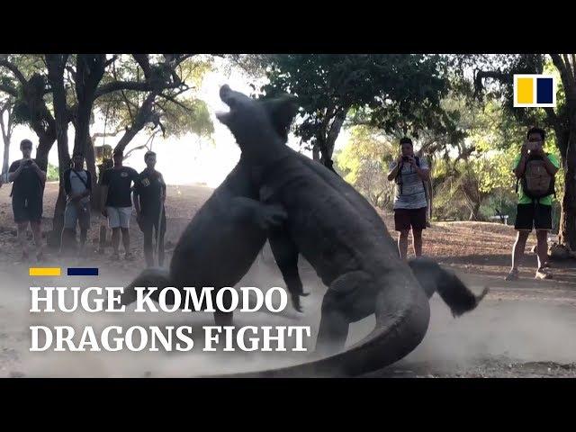 Two huge Komodo dragons fight on Indonesian island