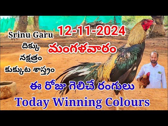 12 November 2024 Today Winning Colours#kukkutasastram  @SrinuGariFarms   @SrinuGaruSGF