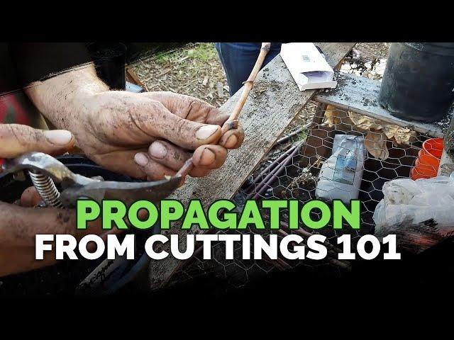 Propagating From Cuttings 101