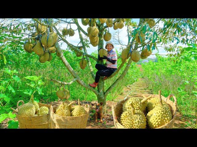 Harvesting a Durian Tree Loaded with Fruit Goes To Market Sell - Doing Housework | Tieu Lien