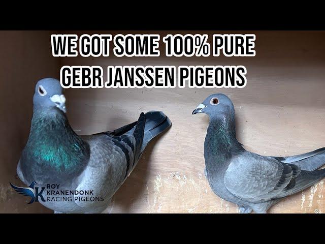 We Got our self Some 100% GEBR JANSSEN Pigeons! | Pure Breed Racing pigeons! |