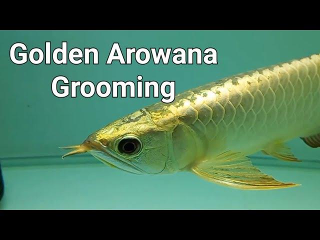 Golden Arowan Maintainance,Care and grooming. How To Care Golden Arowana. Golden Arowana tanning.