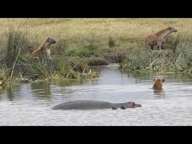 Hippo Vs hyena clan - hippo defends calf's corpse