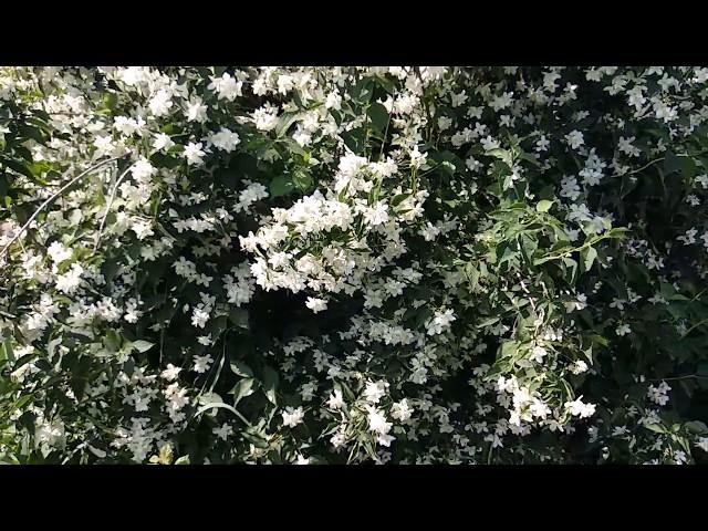 Как цветёт ЖАСМИН...\How jasmine blooms ...