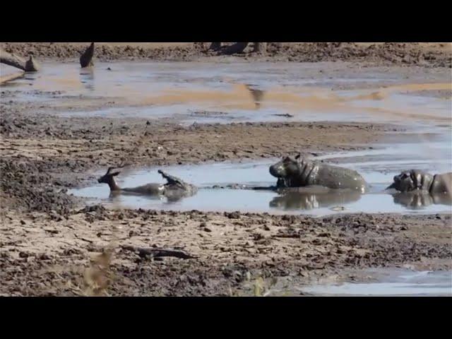 Hippo saves stuck impala from crocodile unknowingly