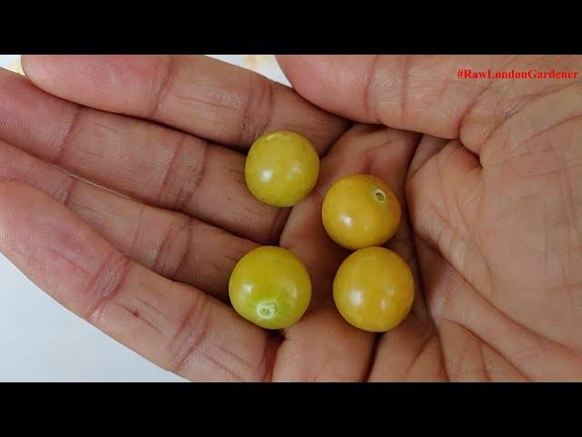 Tarty Tangy Sweet Cape Gooseberries!