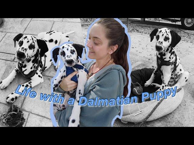 OWNING A DALMATIAN | What its really like | Pros and Cons