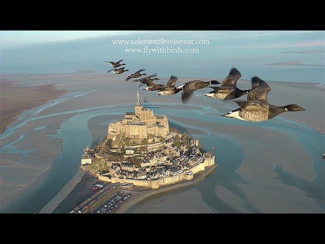 AMAZING flights with birds on board of a microlight