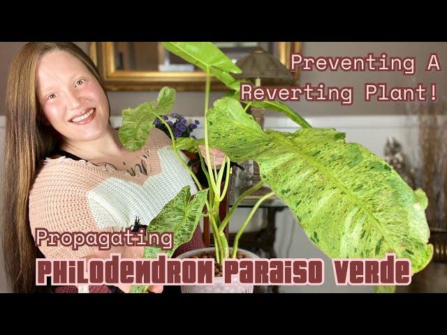 Preventing a Reverting Plant! ||Propagating Climbing Philodendron|| Philodendron Paraiso Verde!