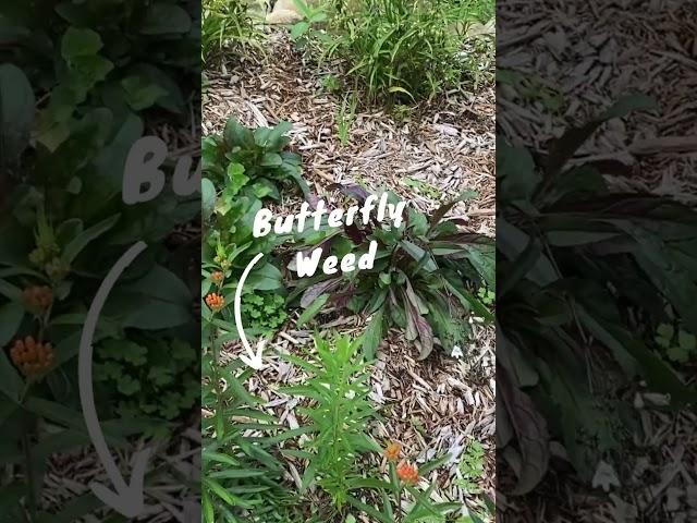 Native Flower Garden  #nativeplants #sustainablelandscaping #nativegardens #garden #landscapedesign