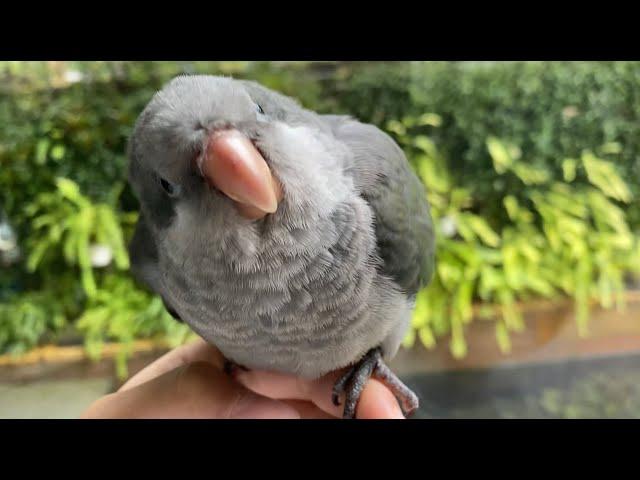 Matcha the Dancing Quaker parrot part.1 (head bobbing) | JC 011