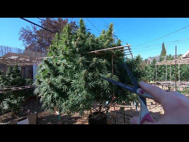 Do This Before Harvesting Your Outdoor Cannabis Plants!!! || 9-27-2022