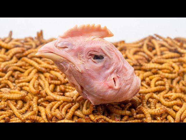 10000 Hungry Mealworms VS Chicken Head | Timelapse