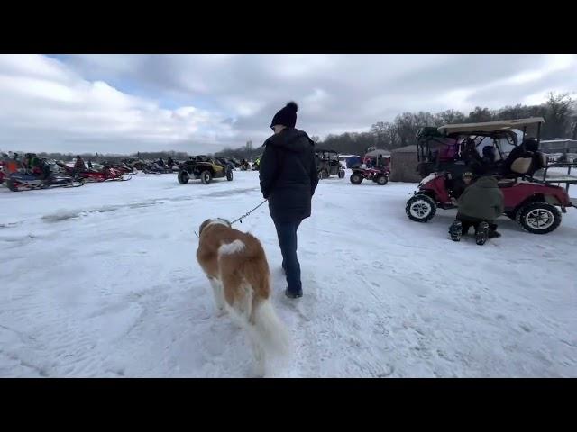 Dog and Human Aggressive St Bernard - Fenton, MI