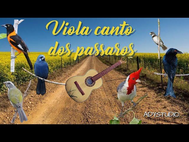 Viola Canto Dos Passaros // ADYSTUDIO