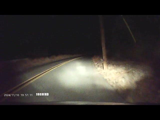 Wildlife. Bobcat kitten.#bobcat #wildlife #alpine #fun #shorts#dashcam