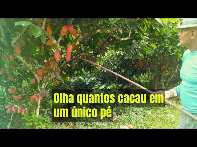 OLHA A QUANTIDADE DE CACAU EM UM Único PÉ DE SJ02