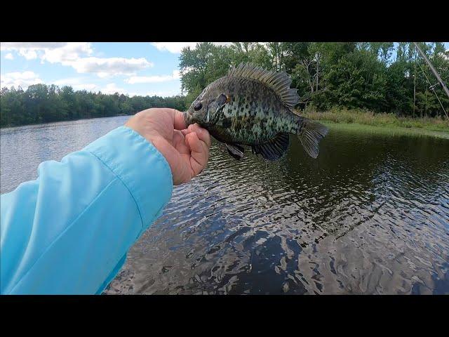 Bedding Bluegill on the Slow Taper Special!