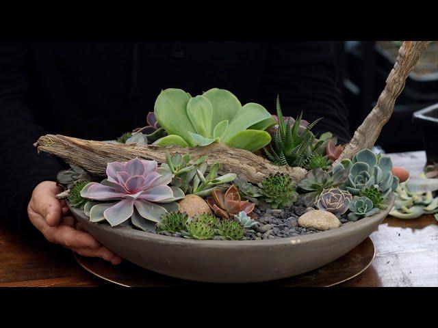 Taking Apart & Rebuilding a Succulent Arrangement with Cuttings! ️ // Garden Answer