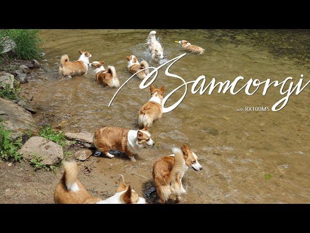 열마리 웰시코기와 1박2일! Corgi Heaven - SAMCORGI