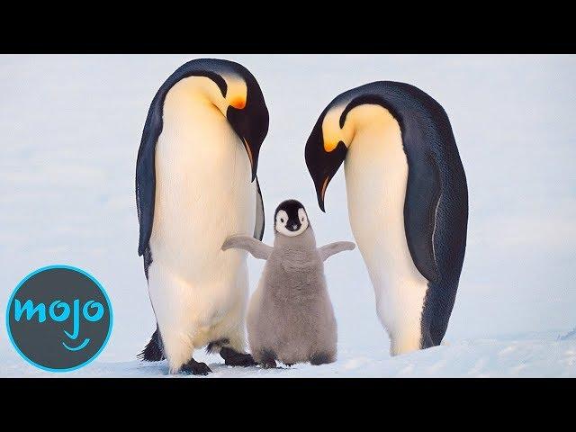 Top 10 Best Animal Parents