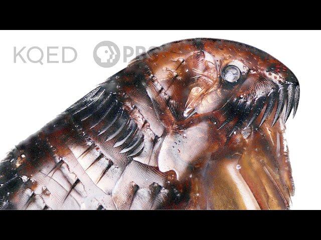 A Flea's Fantastic Jump Takes More Than Muscle | Deep Look