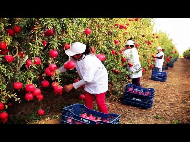 Awesome Agriculture Technology: Pomegranate Cultivation - Pomegranate Farm and Harvest