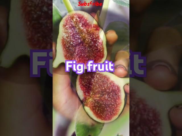 Beautiful Fig Fruit #nature #fruit #food #fig #youtube #shorts