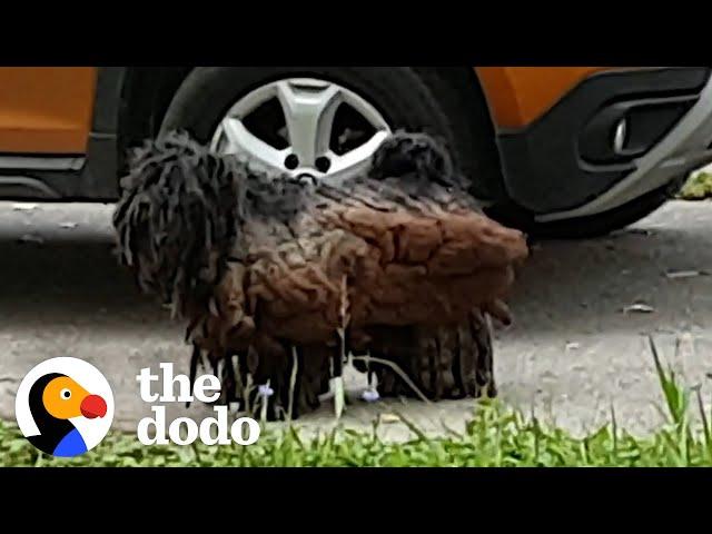 Matted Stray Dog Who Looked Like A Piece of Wood Get A Major Haircut | The Dodo