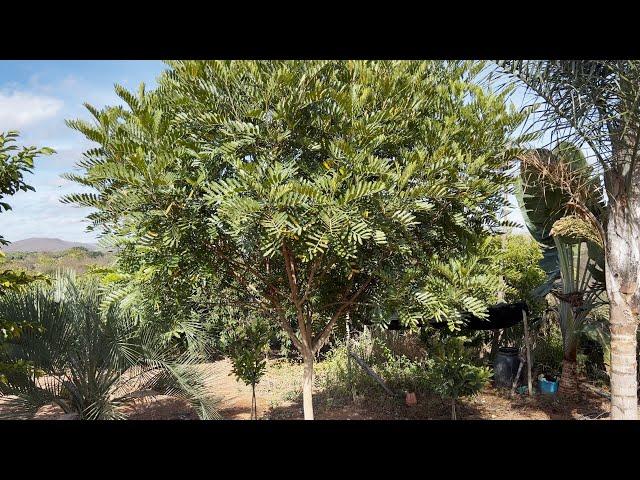 Essa é uma das melhores plantas para calçada