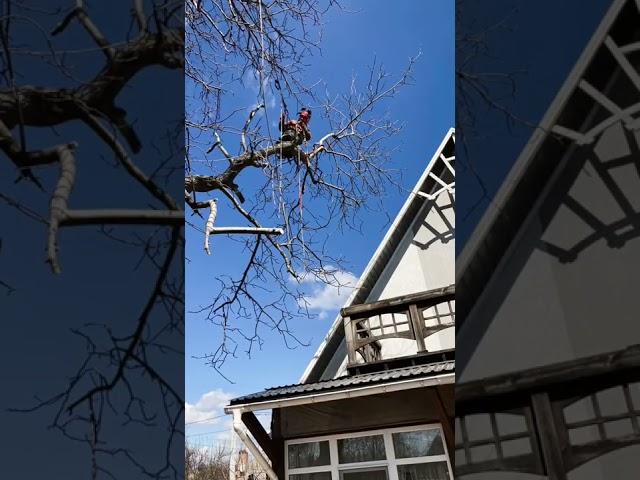 Обрезка деревьев / Tree pruning