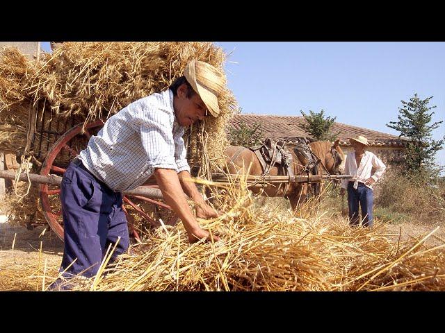 Harvesting, threshing and traditional transport of straw and grain. Farm Souvenirs |Documentary film