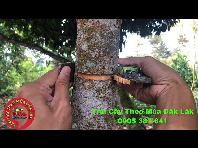 Khoanh Vải Ra Hoa, Dụng Cụ Khoanh Cây Vải Nhanh Nhất