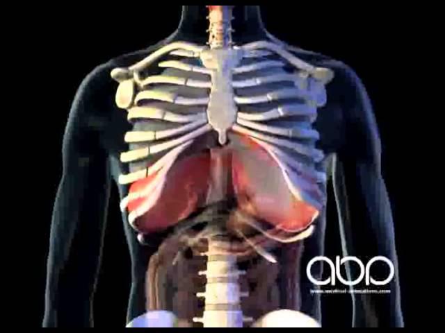 Breathing - 3D Medical Animation || ABP ©