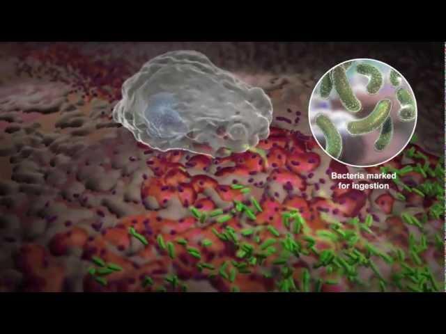 How White Blood Cells Work