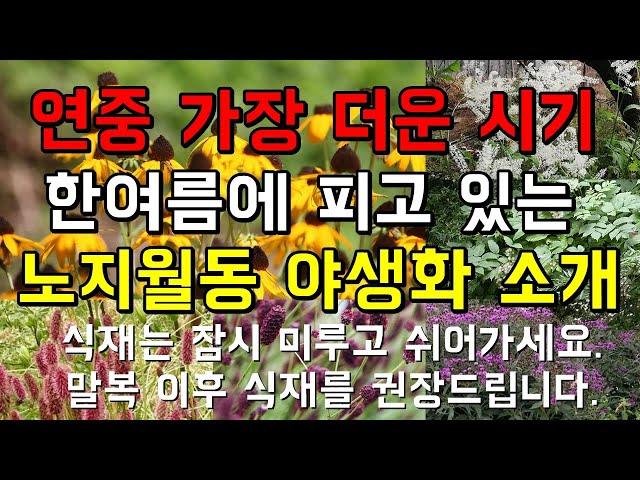 야생화 농장에 찾아온 무더운 여름!, 지금 피고 있는 야생화와 정원식물 (야생화판매 농장)