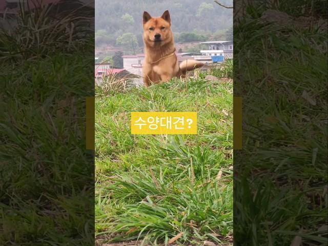 역대급 댕댕이등장 수양대견 납시요... #수양대군 #시골개 #똥개  #똥강아지