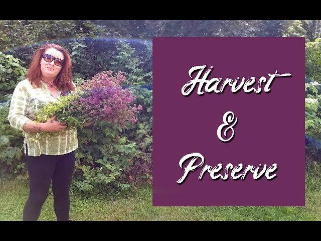 Harvesting & Preserving Oregano ~ Homestead Corner